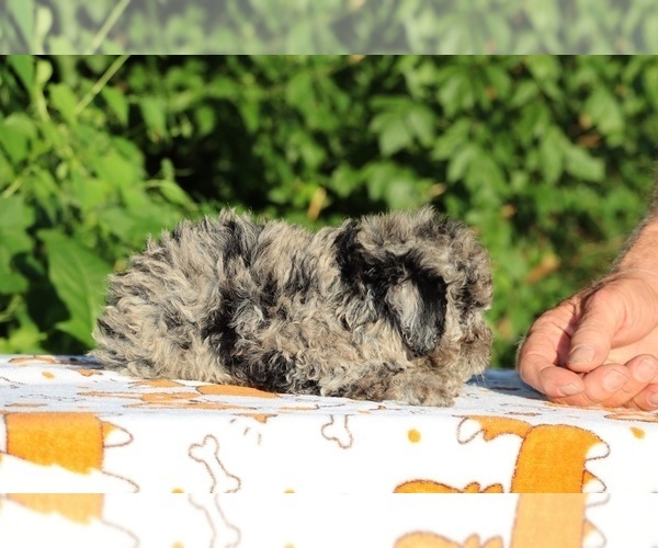 Medium Photo #18 Poodle (Toy) Puppy For Sale in DYERSBURG, TN, USA