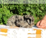Small #17 Poodle (Toy)