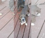 Small #2 American Pit Bull Terrier Mix