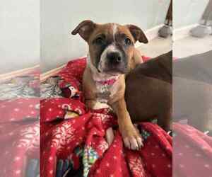 American Staffordshire Terrier-Unknown Mix Dogs for adoption in Holly Springs, NC, USA