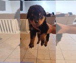 Small Photo #5 Rottweiler Puppy For Sale in WESTLAND, MI, USA