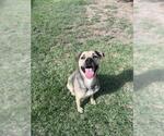 Small Black Mouth Cur-Norwegian Elkhound Mix