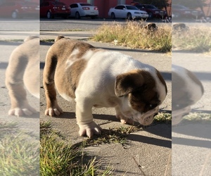 English Bulldog Puppy for sale in LAS CRUCES, NM, USA