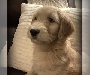 Golden Retriever-Goldendoodle Mix Puppy for sale in CANON CITY, CO, USA