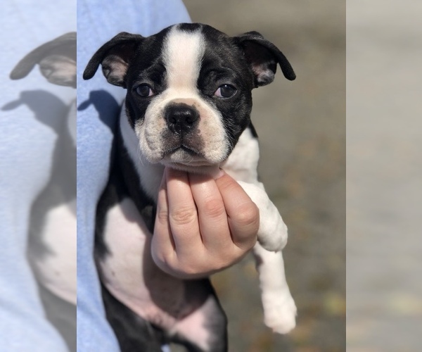 Medium Photo #4 Boston Terrier Puppy For Sale in ROCHESTER, WA, USA