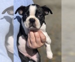 Small Photo #4 Boston Terrier Puppy For Sale in ROCHESTER, WA, USA