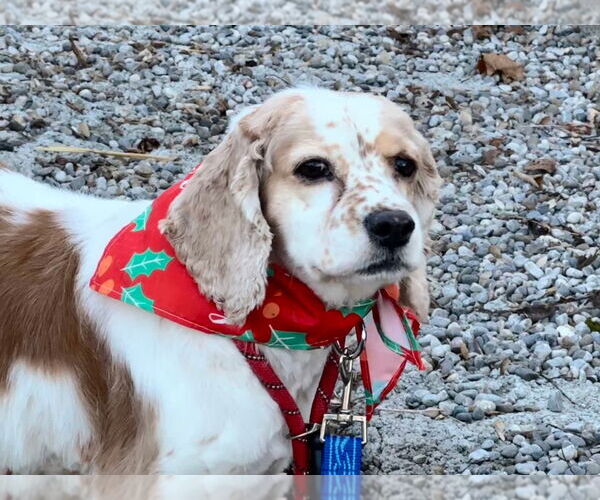 Medium Photo #2 Cocker Spaniel Puppy For Sale in Brights Grove, Ontario, Canada