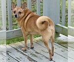 Small Chihuahua-Finnish Spitz Mix