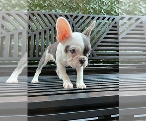 French Bulldog Puppy for sale in NEW YORK, NY, USA