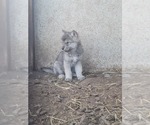 Small Photo #27 Wolf Hybrid Puppy For Sale in DALTON, OH, USA