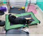Small #10 German Shepherd Dog