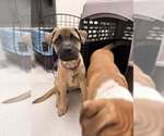 Small #1 Mutt