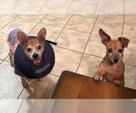 Small #25 Chihuahua Mix