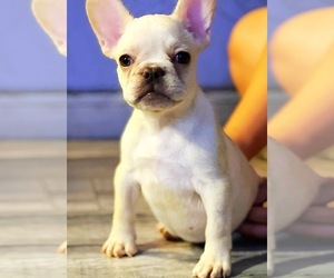 French Bulldog Puppy for sale in SACRAMENTO, CA, USA
