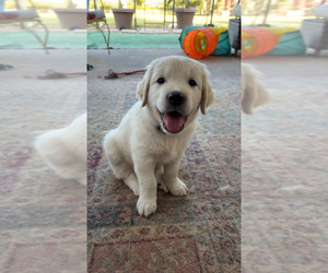 English Cream Golden Retriever Puppy for sale in NAYLOR, GA, USA