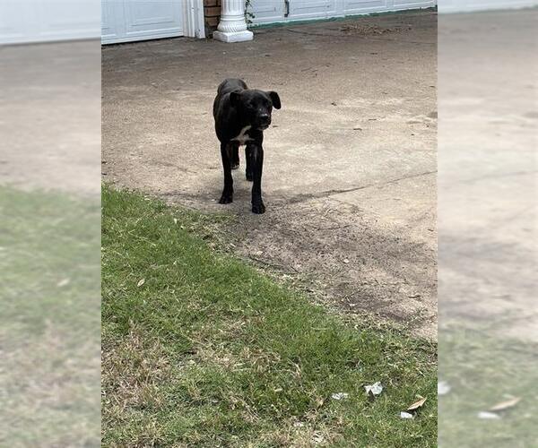 Medium Photo #1 Mutt Puppy For Sale in Waco, TX, USA