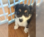 Puppy 2 Australian Shepherd