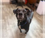 Small #5 Labrador Retriever Mix