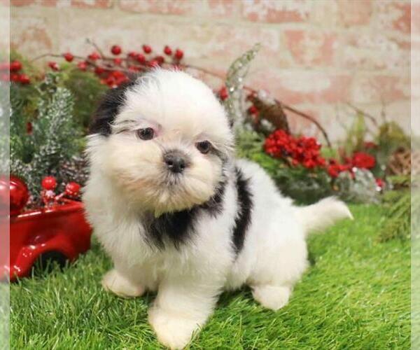 Medium Photo #1 Shih Tzu Puppy For Sale in PEMBROKE PINES, FL, USA