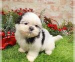 Puppy Puppy 3 Shih Tzu