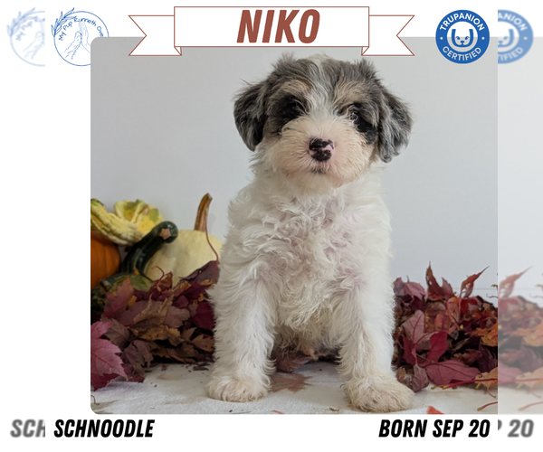 Medium Photo #1 Schnoodle (Miniature) Puppy For Sale in GOSHEN, IN, USA