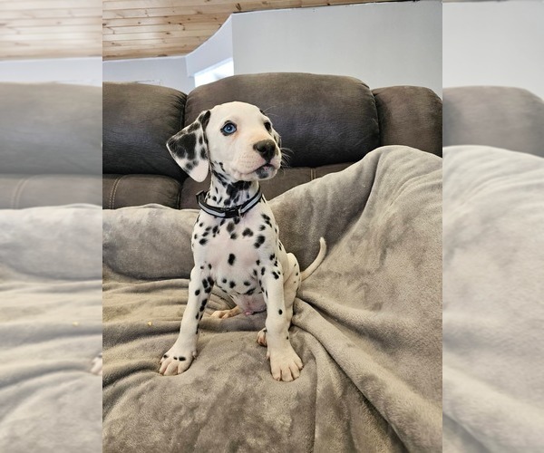 Medium Photo #5 Dalmatian Puppy For Sale in LEIPSIC, OH, USA
