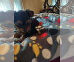 Image preview for Ad Listing. Nickname: Angelo