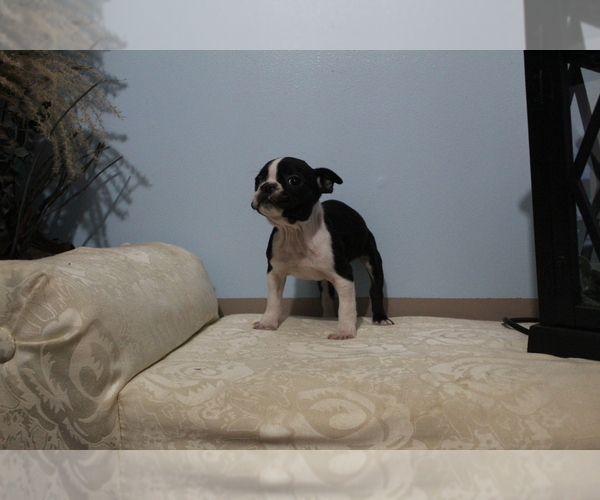 Medium Photo #4 Faux Frenchbo Bulldog Puppy For Sale in SEARS, MI, USA