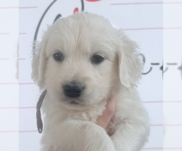 Medium Photo #20 English Cream Golden Retriever Puppy For Sale in MEDFORD TOWNSHIP, NJ, USA