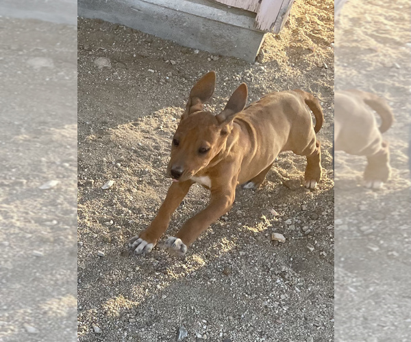 Medium Photo #5 Rhodesian Ridgeback Puppy For Sale in MORONGO VALLEY, CA, USA