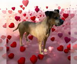 Small #5 Bullmastiff-German Shepherd Dog Mix