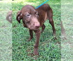 Small #3 Labrador Retriever Mix