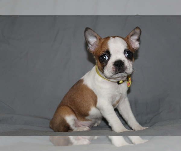 Medium Photo #2 Boston Terrier Puppy For Sale in BROOKSVILLE, FL, USA