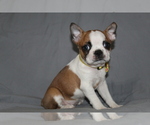 Small #1 Boston Terrier