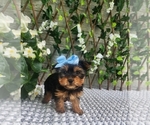 Small #4 Morkie