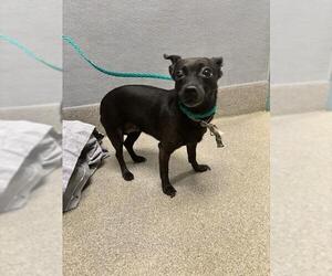 Chihuahua-Unknown Mix Dogs for adoption in Las Vegas, NV, USA
