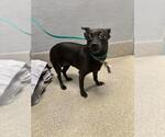 Small Chihuahua Mix