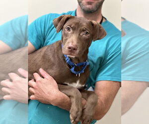 Mutt Dogs for adoption in Elmsford, NY, USA