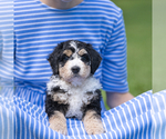 Small #1 Bernedoodle