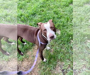 Spice - Male American Pit Bull Terrier-Unknown Mix Dog for Adoption - Photo #12