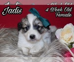 Small Photo #16 Great Pyrenees Puppy For Sale in HILLSVILLE, VA, USA
