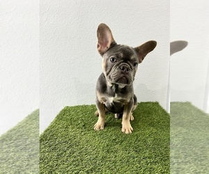 French Bulldog Puppy for sale in DAVIE, FL, USA