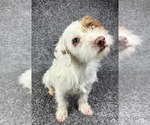 Small #3 Dachshund Mix