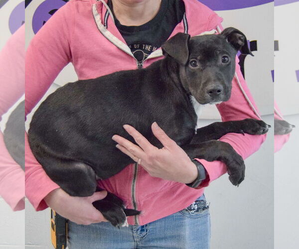 Medium Photo #2 American Staffordshire Terrier-Unknown Mix Puppy For Sale in Huntley, IL, USA