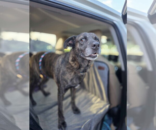Medium Photo #33 American Staffordshire Terrier-Boxer Mix Puppy For Sale in Fort Worth, TX, USA