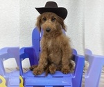 Small Photo #12 Goldendoodle (Miniature) Puppy For Sale in BULLARD, TX, USA