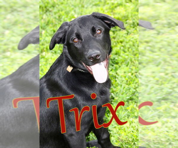 Medium Photo #2 Retriever -Unknown Mix Puppy For Sale in Evansville, IN, USA