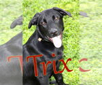 Small #1 Retriever  Mix