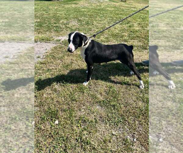 Medium Photo #4 Mutt Puppy For Sale in Abbeville, LA, USA