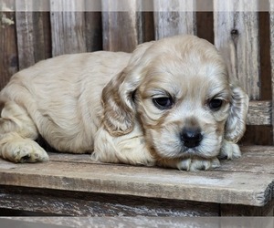Cocker Spaniel Puppy for sale in HATTIESBURG, MS, USA